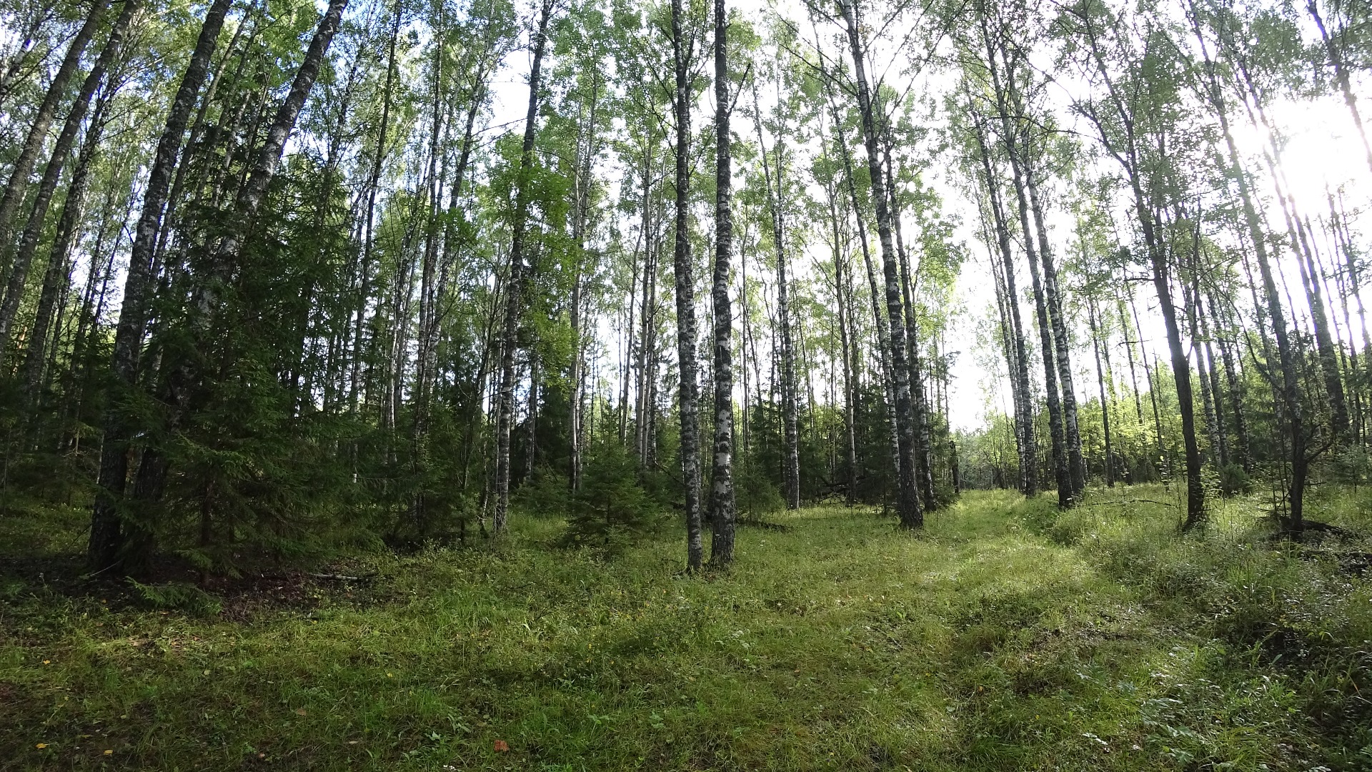 Царство лисичек. Грибалка. смотреть онлайн