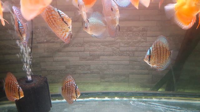 Дискусы от Игоря Тегая смотреть онлайн