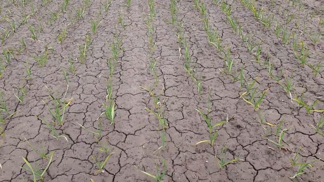 Все й одразу!!! Друге підживлення часнику, закриття вологи і внесення грунтового гербіциду. смотреть онлайн