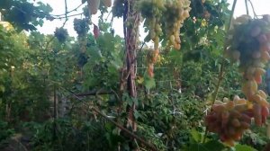 Виноград Оригинал осенний сорт.