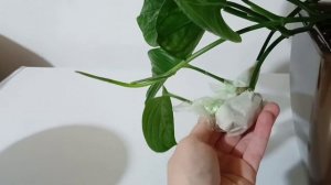 Хитрости в размножения эпипремнума Марбл Планет!!!!