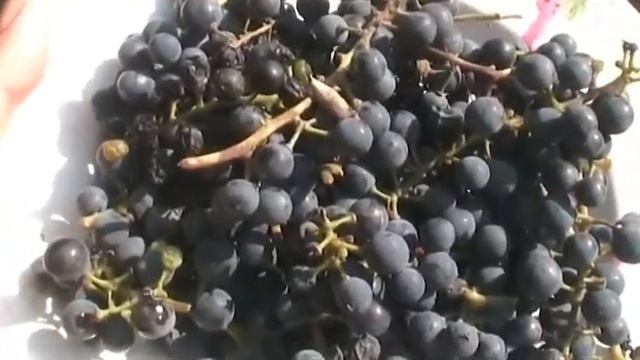 Первый урожай Бако собран смотреть онлайн