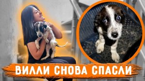 Вилли наконец то выписали со стационара. Нукер каждый день посещает клинику. Мой отъезд ненадолго.