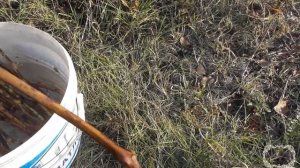 Когда и как Заготовка и хранение черенков винограда