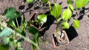 Тест сортов перца для кашпо. Какой для перца нужен горшок. "Сладкий трюфелек", "Пикантный шашлычок"