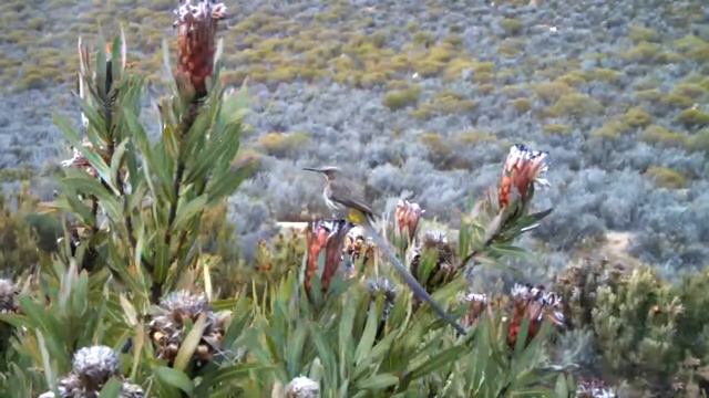 Cape Sugarbird blowing in the wind смотреть онлайн