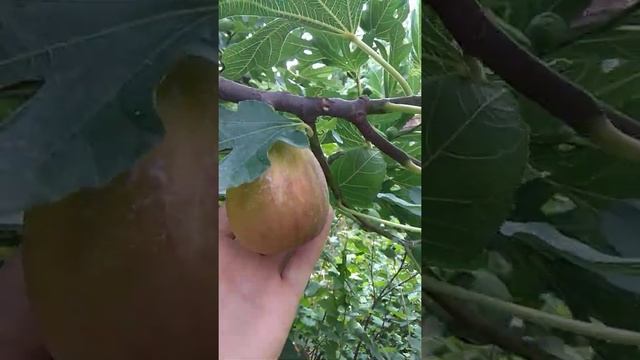 Инжир два урожая за год.mp4