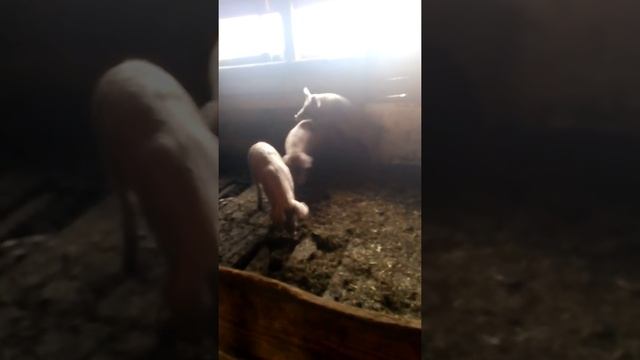 Спаривание свиней! смотреть онлайн