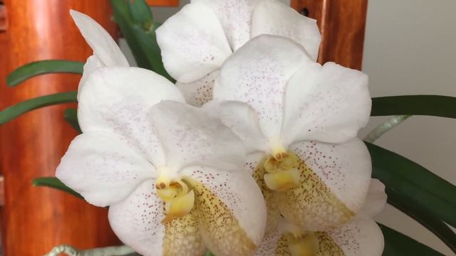 Moonbeam at it Again :) смотреть онлайн