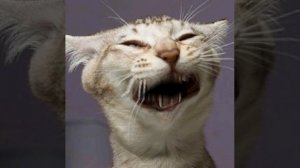 Кот рычит