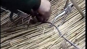 Заготовка камыша для крыши  Технологии укладки камышовых снопов на кровлю.