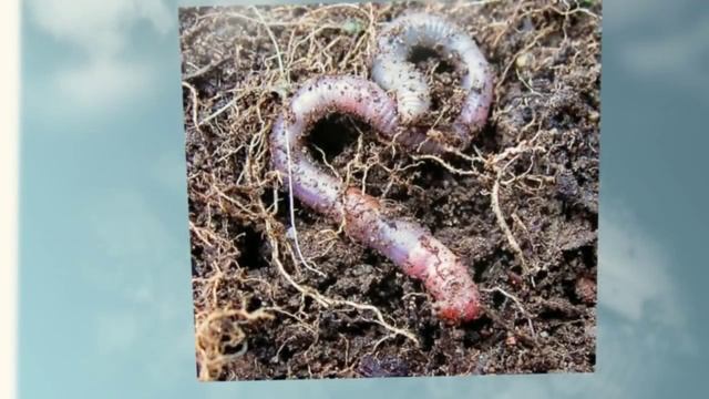 Разведение червя в домашних условиях. Простые советы смотреть онлайн