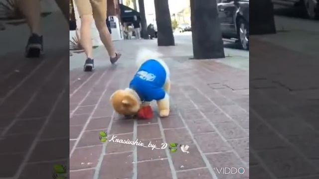 Очень милое видио про собачку)) смотреть онлайн