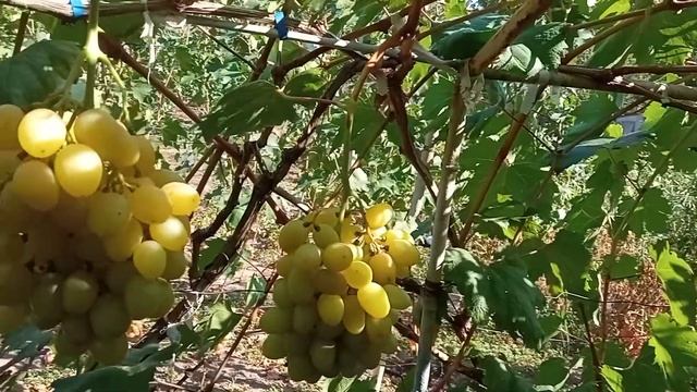 Созревание винограда ранне-средних,средних и поздних сортов и ГФ винограда. смотреть онлайн