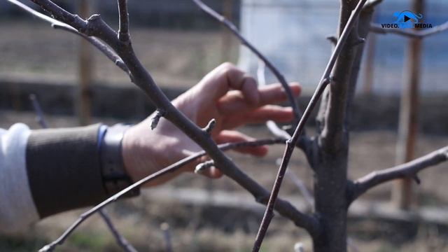 Советы от агронома: Почему выгодно переходить на интенсивное садоводство