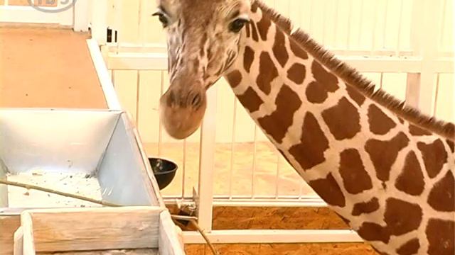 В Бердянском зоопарке пополнение смотреть онлайн