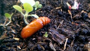 Куколка Озимой совки