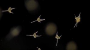 Планктон через микроскоп