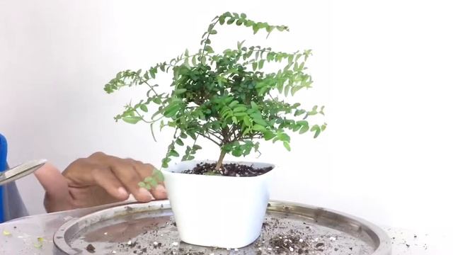 Box Honeysuckle, Lonicera Nitida, Repotting, June2022 смотреть онлайн