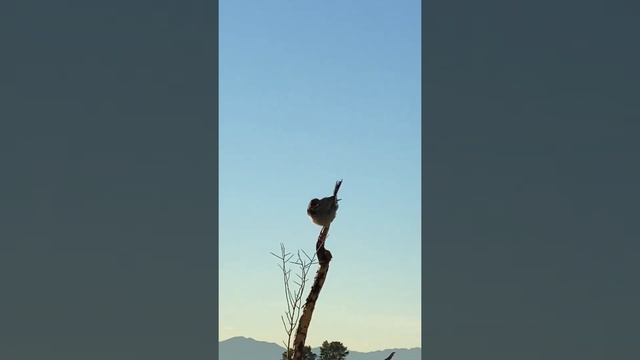 Cactus Wren of Tucson, Arizona mating call and frolic with a friend