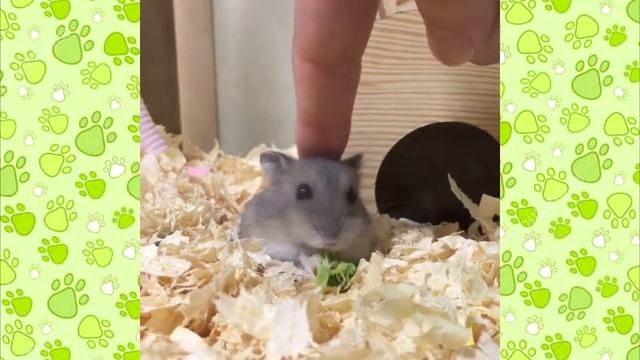 ВИДЕО ПРО ХОМЯЧКОВ смешная озвучка мих хомячки 2019 Джунгарики видео
