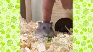ВИДЕО ПРО ХОМЯЧКОВ смешная озвучка мих хомячки 2019 Джунгарики видео