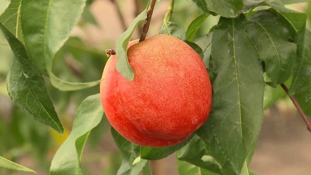 Нектарины на Урале смотреть онлайн