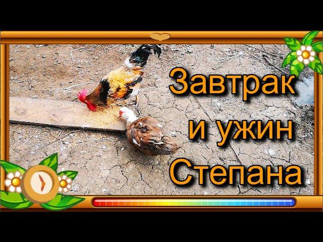 Курочка ХРОМАНОЖКА обед и ужин СТЕПАНА наглый ЁЖИК