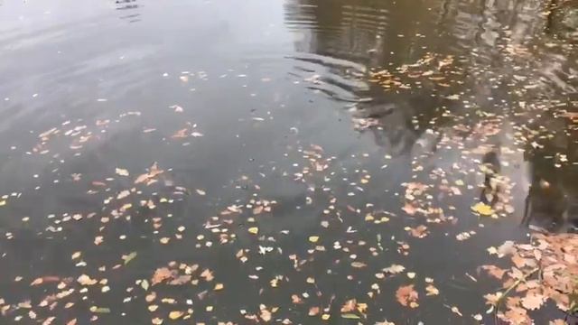 Ольгово. Форель. смотреть онлайн