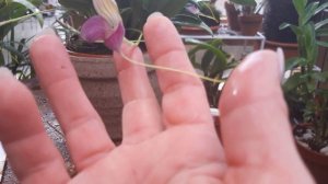 МАСДЕВАЛЛИЯ caudata  dark. И снова цветение ☺