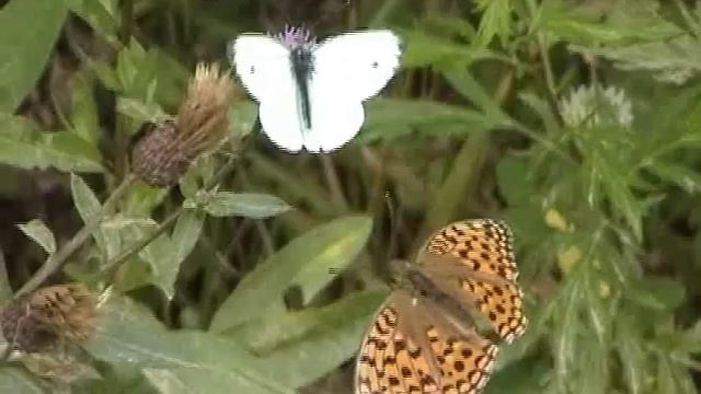 Развитие насекомых с полным превращением.wmv смотреть онлайн