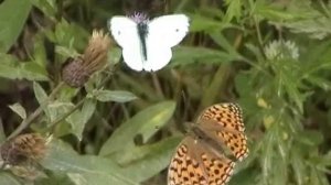 Развитие насекомых с полным превращением.wmv