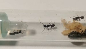 Молодая колония Camponotus vagus (чёрный муравей древоточец)