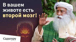 Как живот определяет наше настроение?