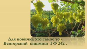 Венгерский кишмиш ГФ 342- Для новичка это самое то ..