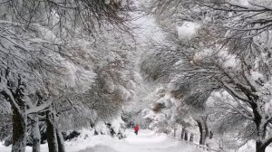 Снег на розах