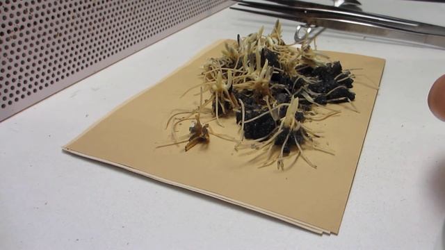 Cypripedium calceolus tissue culture replanting vitro plant clonal propagation смотреть онлайн