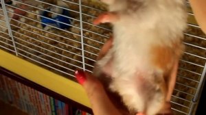 ХОМЯЧИХА БЕРЕМЕННА | КАК ОПРЕДЕЛИТЬ Беременность у хомяка | HOW TO DETERMINE Pregnancy In A Hamster