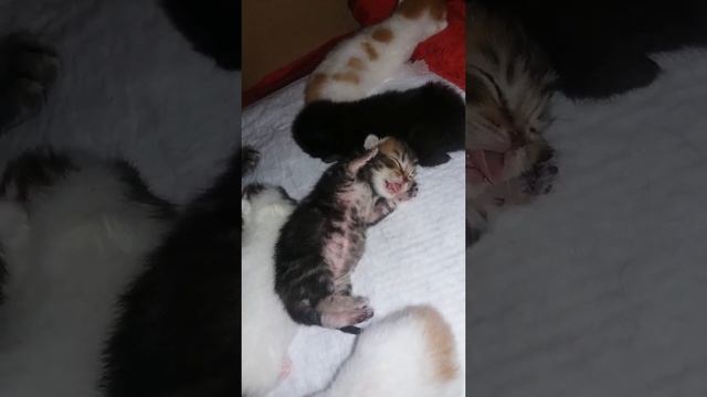 Котята во сне . смотреть онлайн