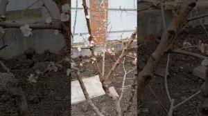 Слива и абрикос на одном стволе .