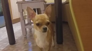 Чихуахуа провинился Chihuahua