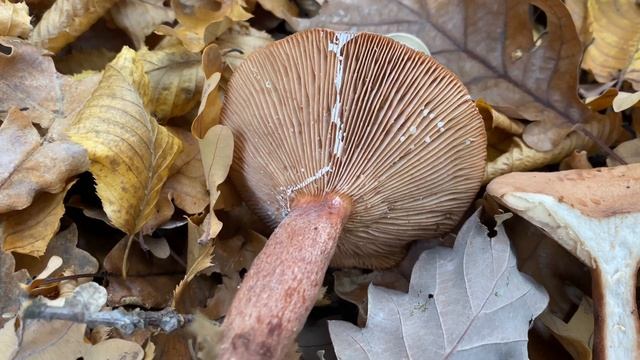 Lactarius quietus (Млечник нейтральный), November 7, 2020 смотреть онлайн