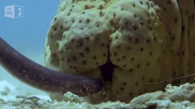 Жемчужная рыбка ищет убежища в анусе морского огурца. смотреть онлайн