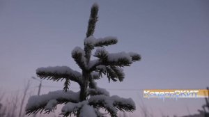 Ёлочки-сосёночки, зелёные, колючие