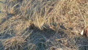 Сенокос. Возим сено на самодельных телегах. Отцовкий трактор.