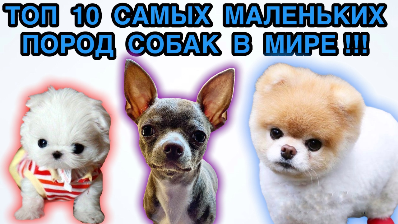 Топ 10 самых маленьких пород собак в мире.