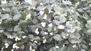 Шикарный Снежноягодник