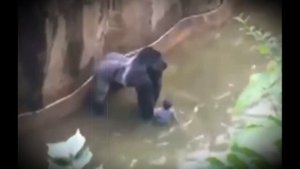 3-летний малыш упал в вольер с гориллами! В то, что произошло дальше, трудно поверить…
