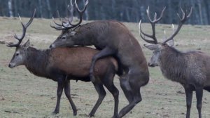 Гомосексуализм у животных. Homosexuality in Animals.