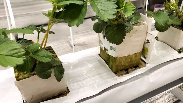 ПРОШЕЛ 1 МЕСЯЦ (КЛУБНИКА СЕНСАЦИЯ) // ШМЕЛИ СЬЕЛИ УРОЖАЙ КЛУБНИКИ смотреть онлайн